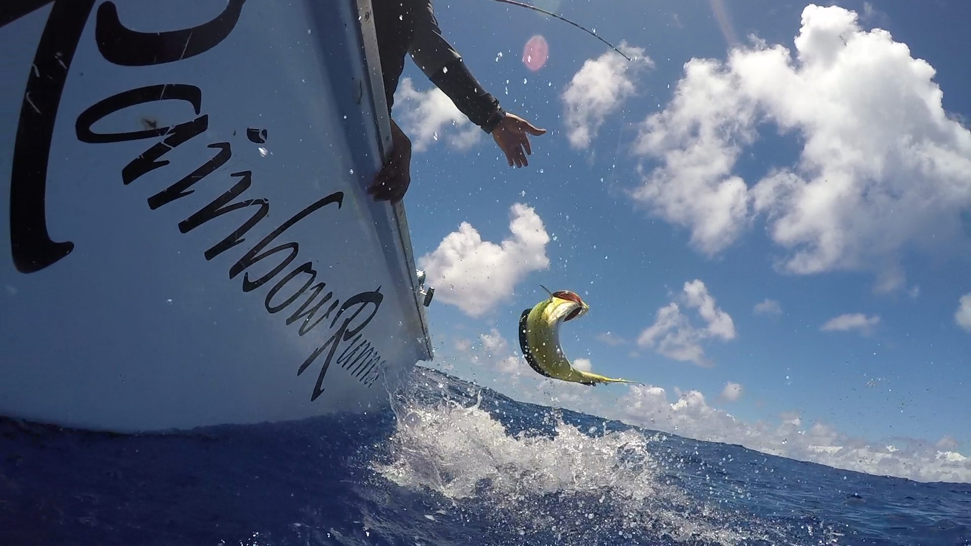 Mahi breaking the surface beside Rainbow Runner during fishing action